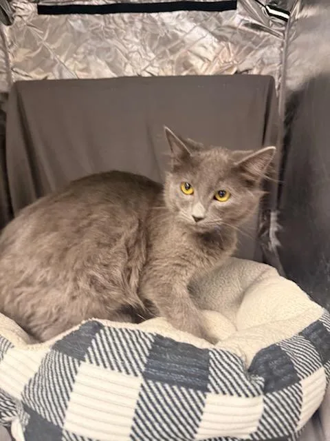A baby medium-sized male Domestic Medium Hair cat named Benny for adoption in Appling, GA