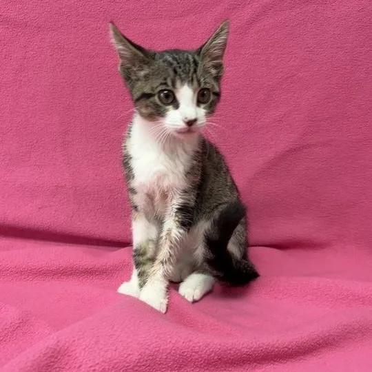 A baby medium-sized female Tabby (Brown / Chocolate) Domestic Short Hair cat named Luisa for adoption in Valdosta, GA