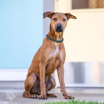 Dumpling thumbnail 3