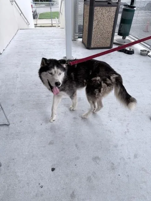 An adult large-sized male Siberian Husky dog named Legolas for adoption in Miami, FL