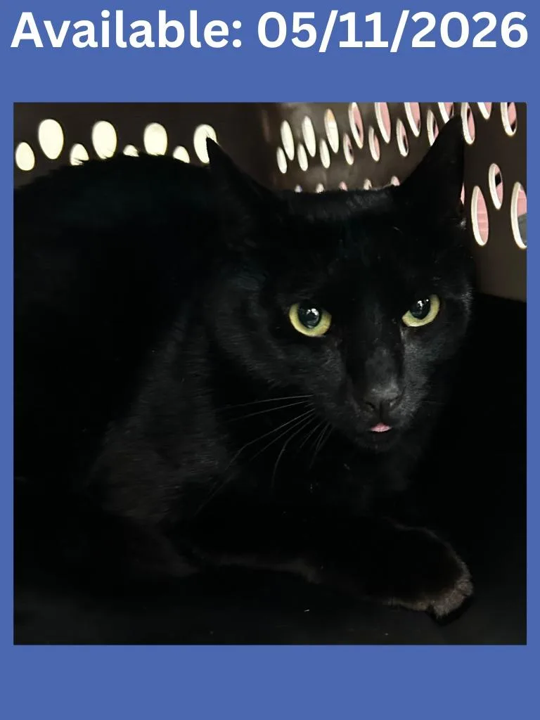 An adult small-sized male Domestic Short Hair cat named Cat Condo for adoption in Greenville, TX