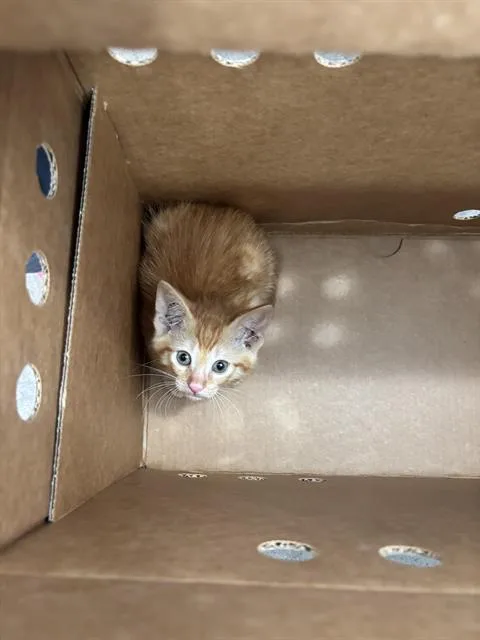 A baby medium-sized male Domestic Short Hair cat named Nimball for adoption in Dallas, TX