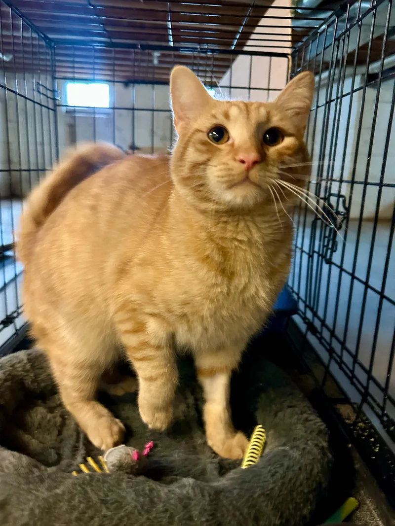 A young medium-sized male Tabby (Orange / Red) Domestic Short Hair cat named Toby for adoption in Cincinnati, OH