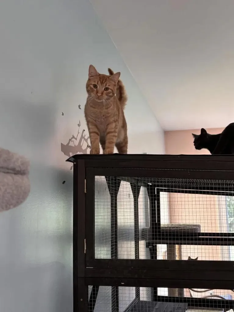 Toby thumbnail 2