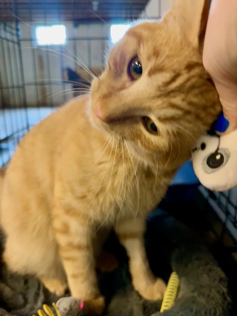 Toby thumbnail 3