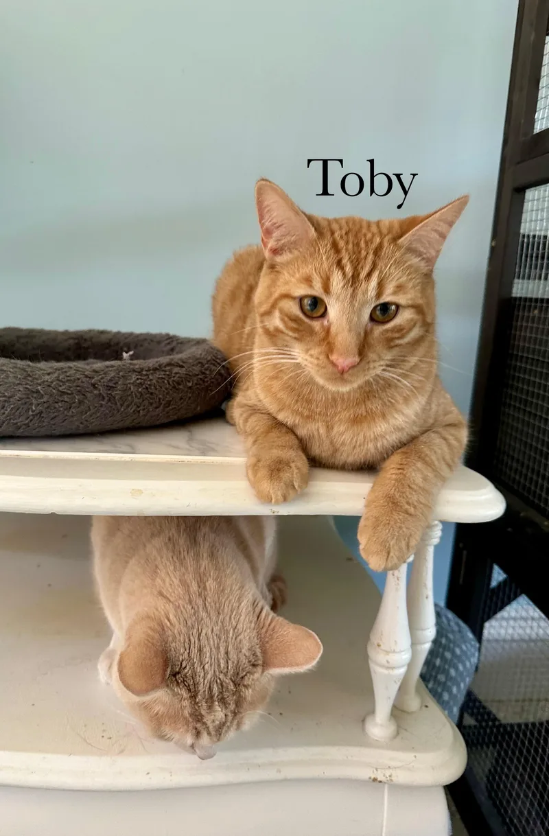 Toby thumbnail 5