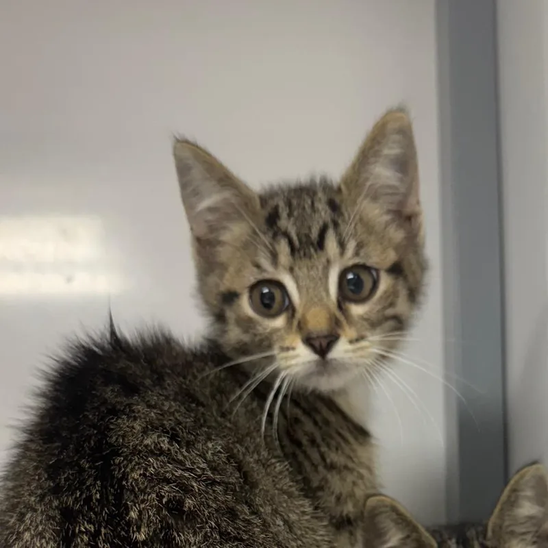 A baby small-sized female Brown / Chocolate Domestic Short Hair cat named Felix for adoption in Shelbyville, IL