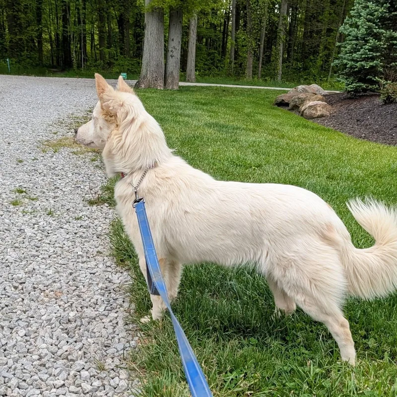 A young medium-sized female Apricot / Beige Labrador Retriever dog named Wonder for adoption in Grafton, OH