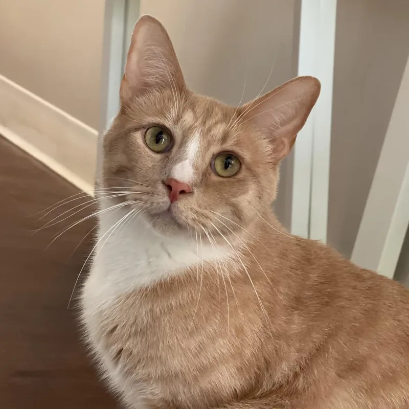 An adult large-sized male Buff / Tan / Fawn Domestic Short Hair cat named Champagne for adoption in Chapel Hill, NC