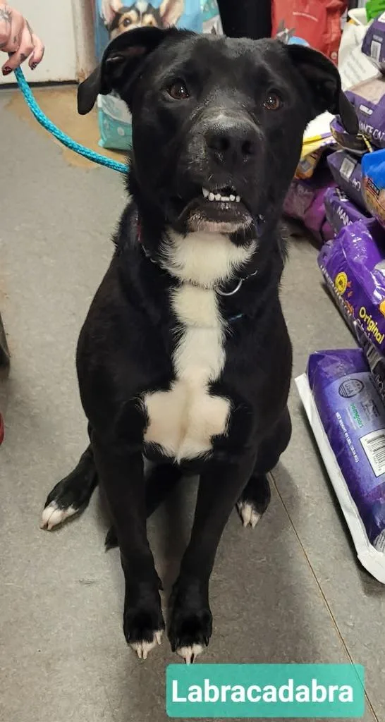 An adult large-sized male Labrador Retriever dog named Labracadabra for adoption in Richmond, IN
