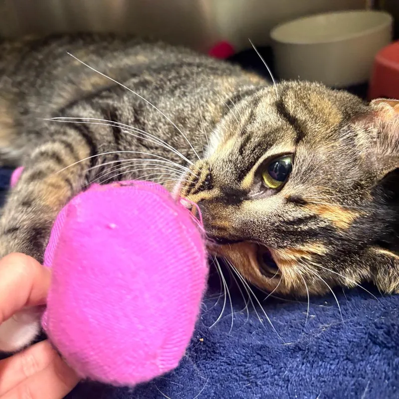 Coraline thumbnail 2