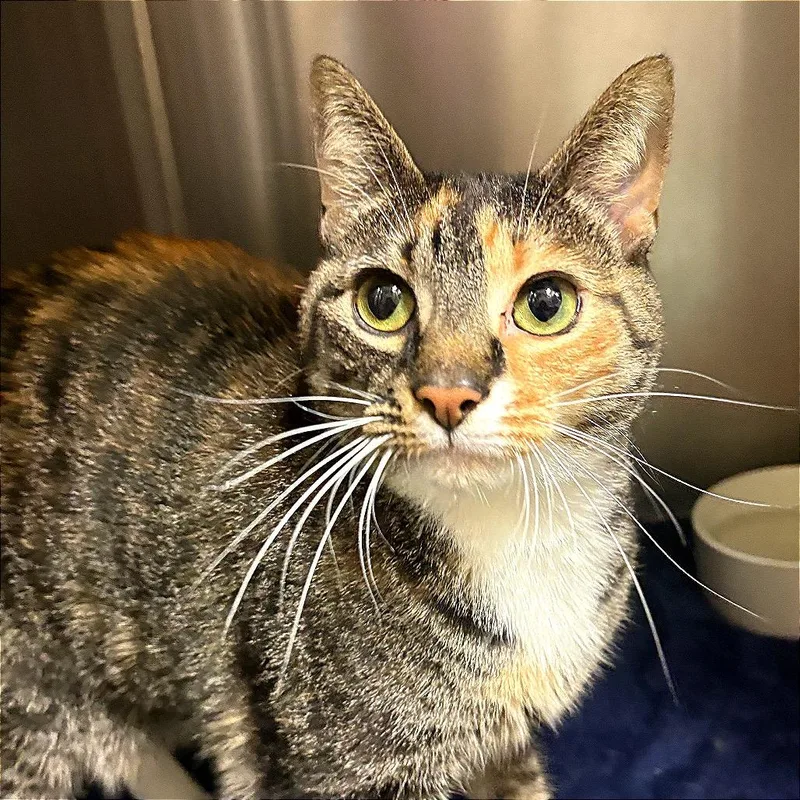 Coraline thumbnail 3