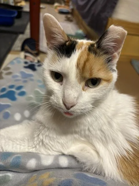 An adult medium-sized female Domestic Short Hair cat named Lexi for adoption in Westminster, MD