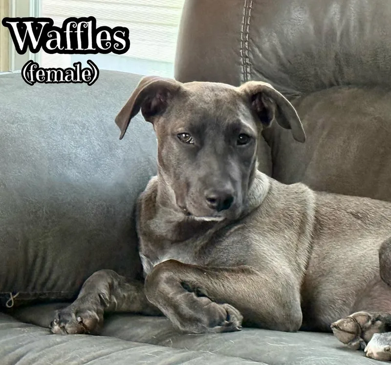Waffles thumbnail 4