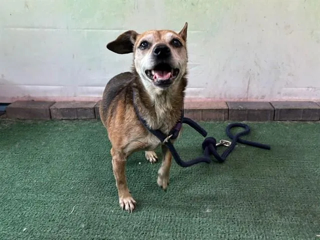 A senior medium-sized female Chihuahua dog named Maxie for adoption in Baldwin Park, CA