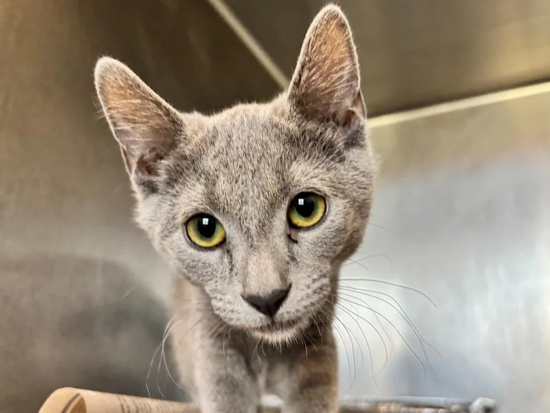A baby small-sized female Domestic Short Hair cat named Kiwi for adoption in Powell, OH