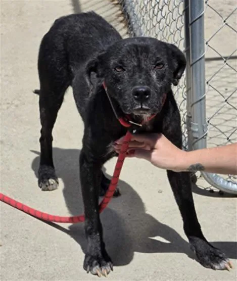 A young medium-sized male Pit Bull Terrier dog named Spike for adoption in Lincolnton, NC