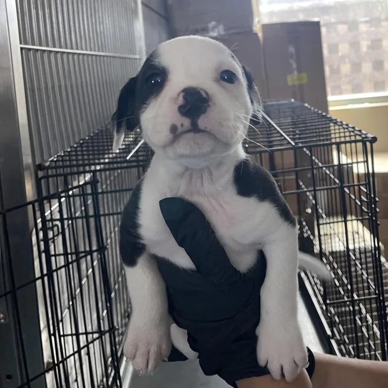 A baby small-sized male White / Cream Terrier dog named Michigan for adoption in Corpus Christi, TX