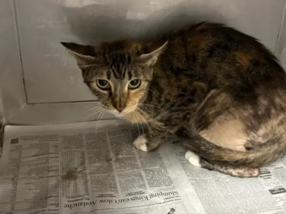 An adult medium-sized female Domestic Short Hair cat named Buffy for adoption in Chatsworth, CA