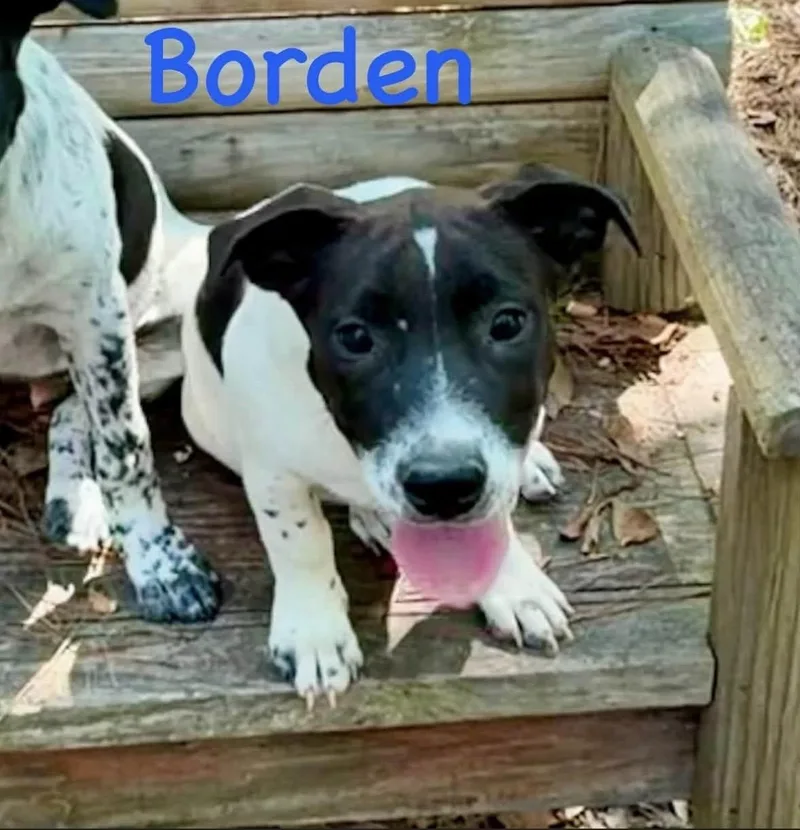 Borden thumbnail 2