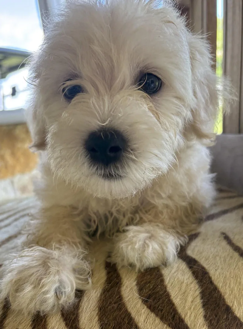 Bowie