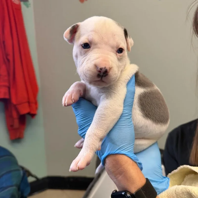 A baby small-sized male Pit Bull Terrier dog named Polka Dot for adoption in Austin, TX