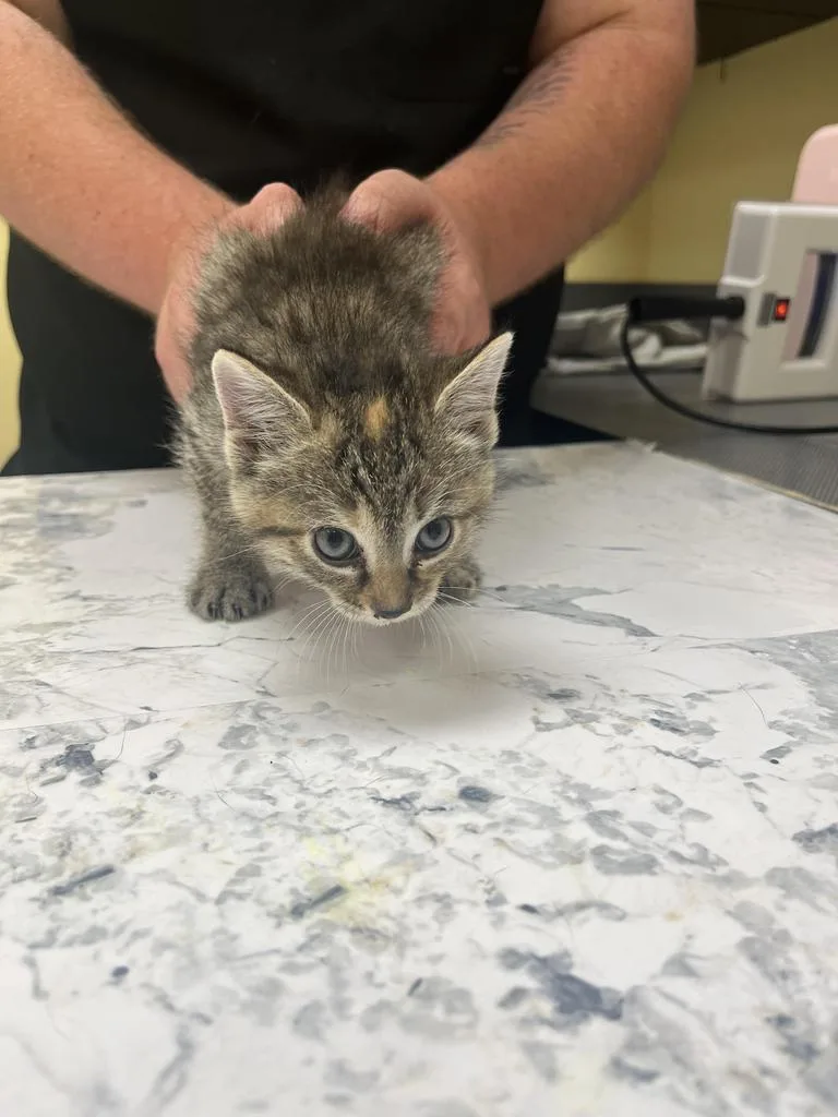 A baby medium-sized female Domestic Short Hair cat named Poppy for adoption in Florence, SC