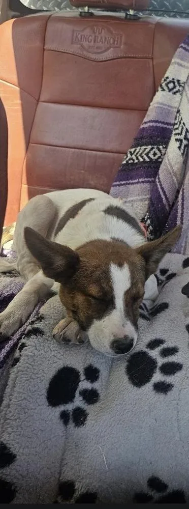 A baby medium-sized female Tricolor (Brown, Black, & White) Australian Cattle Dog / Blue Heeler dog named Charlotte for adoption in Colorado Springs, CO