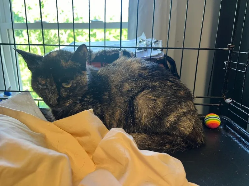 A young medium-sized female Domestic Short Hair cat named Mama Jackie for adoption in Windsor, CT