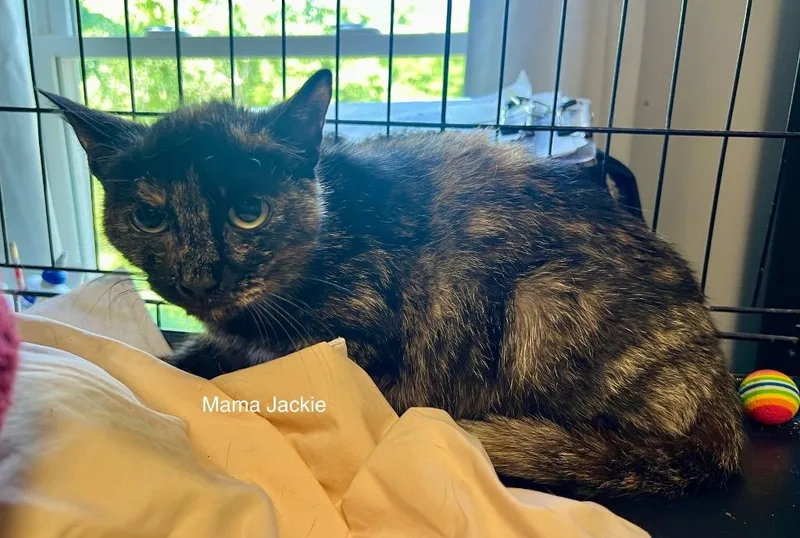 Mama Jackie thumbnail 2