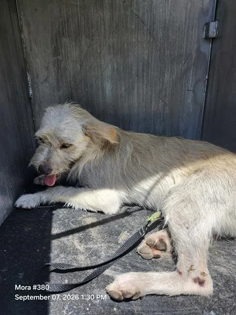 A young small-sized male Terrier dog named Puky for adoption in San Antonio, TX