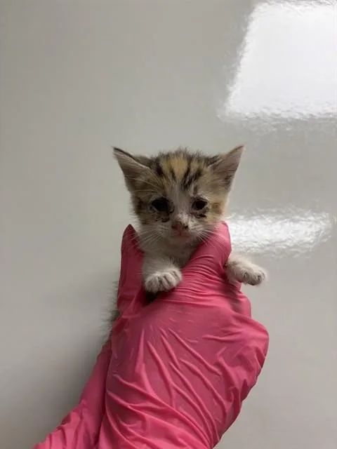 A baby small-sized female Domestic Short Hair cat named Sherry for adoption in Ontario, CA