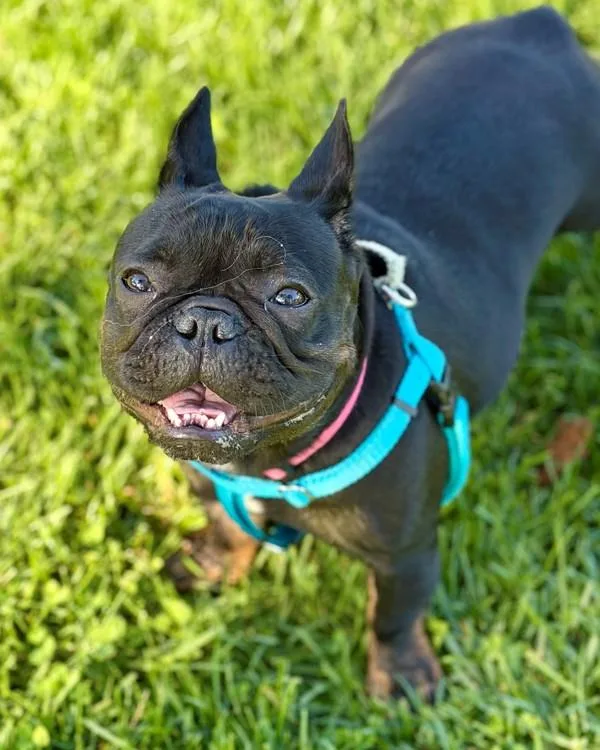 A young small-sized female French Bulldog dog named Zoe for adoption in Novato, CA