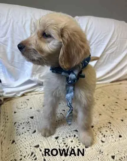 A baby medium-sized male Goldendoodle dog named Rowan for adoption in Washington, GA