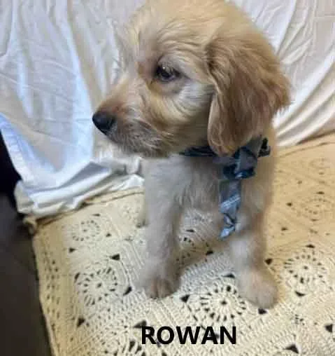 Rowan thumbnail 2