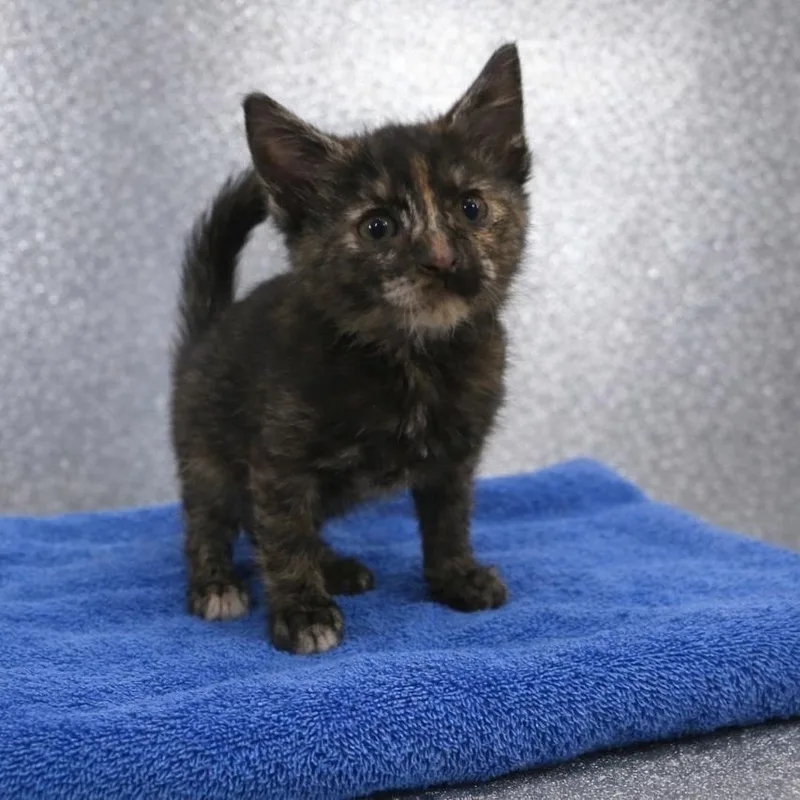 A baby small-sized female Brown / Chocolate American Shorthair cat named Nikki for adoption in Allentown, PA