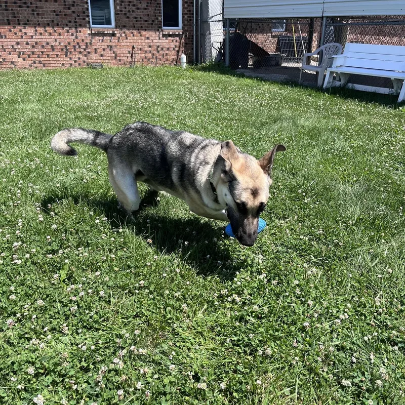 An adult large-sized male Black German Shepherd Dog dog named Sawyer for adoption in West Jefferson, OH