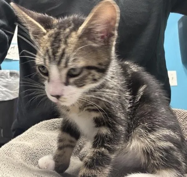 A baby small-sized male Domestic Short Hair cat named Titus for adoption in Escondido, CA