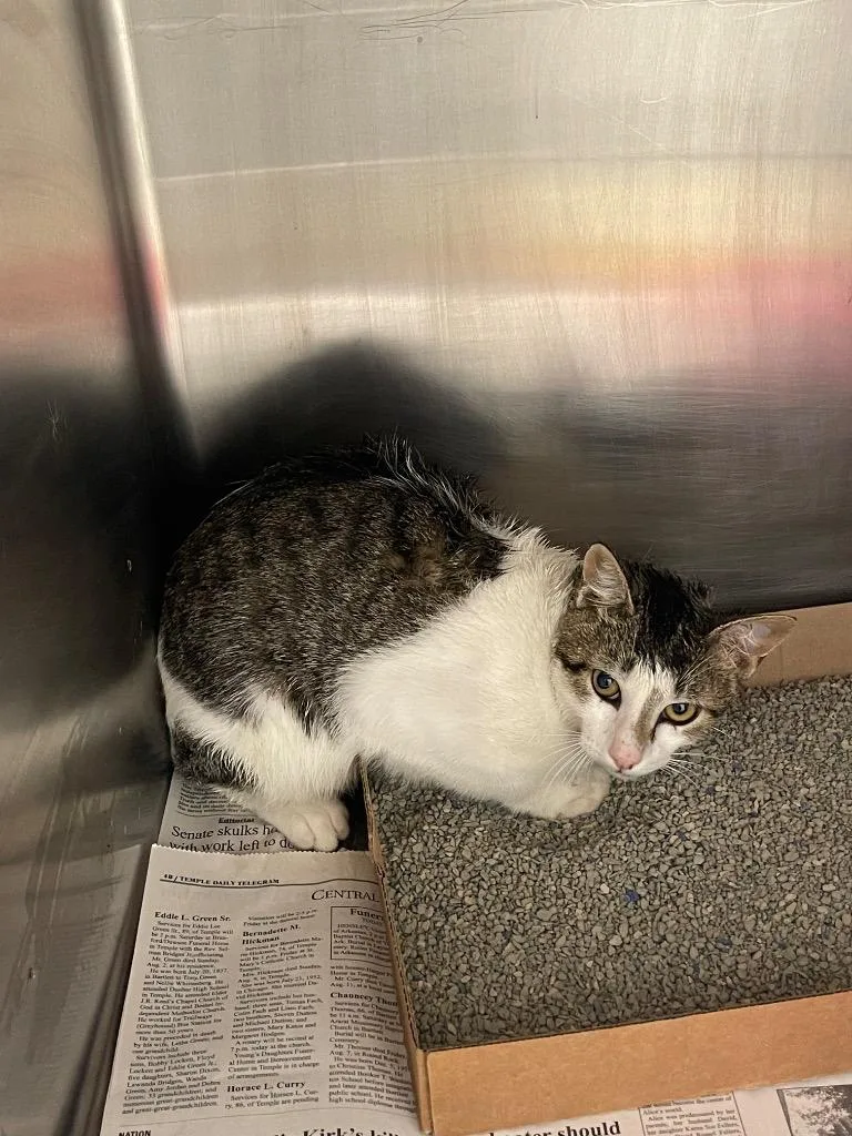 A young medium-sized male Domestic Short Hair cat named Billy Madison for adoption in Belton, TX