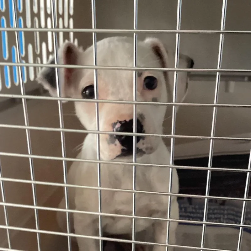 A baby small-sized female White / Cream Terrier dog named Nada for adoption in Montgomery, AL