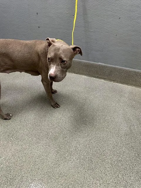 A young large-sized female Pit Bull Terrier dog named Sweet Pea for adoption in Las Vegas, NV
