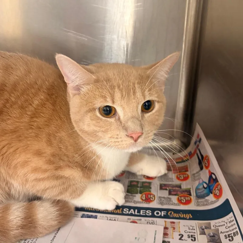 A young medium-sized male Orange / Red Domestic Short Hair cat named Roxy for adoption in Winston-Salem, NC