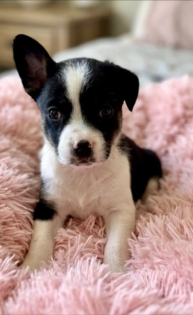 A baby medium-sized female French Bulldog dog named Posie for adoption in Rockwall, TX