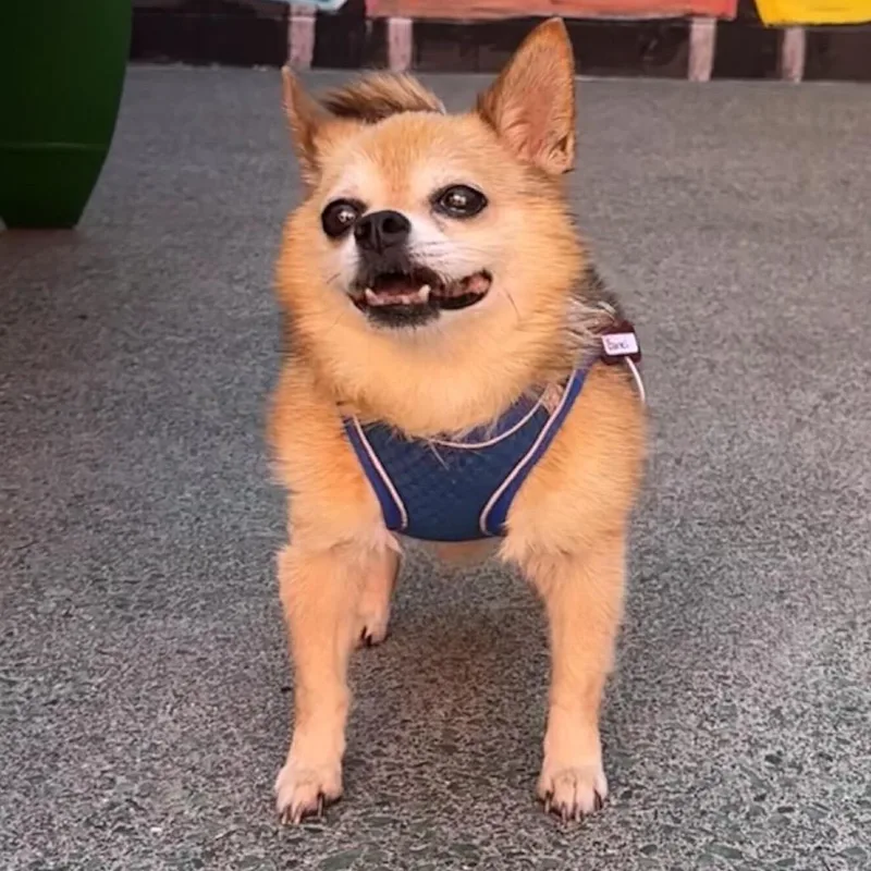 A senior small-sized male Sable Chihuahua dog named Barrel for adoption in San Francisco, CA