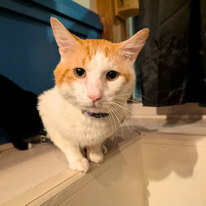 An adult medium-sized male Orange & White Domestic Short Hair cat named Benz for adoption in Brooklyn, NY