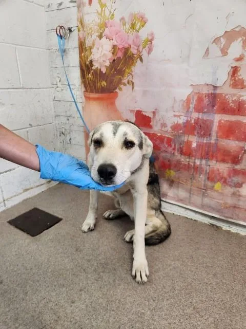 A young medium-sized male German Shepherd Dog dog named Dean for adoption in San Bernardino, CA