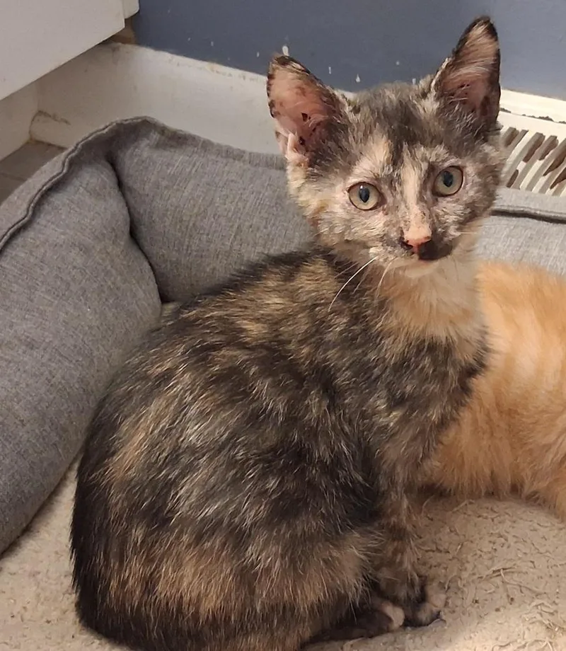 A baby small-sized female Domestic Short Hair cat named Brandy for adoption in Greensboro, NC
