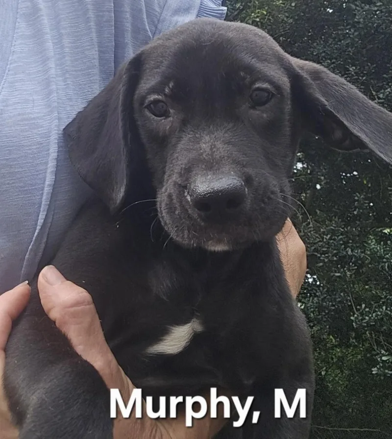 A baby medium-sized male Black Labrador Retriever dog named Murphy for adoption in Parma, OH