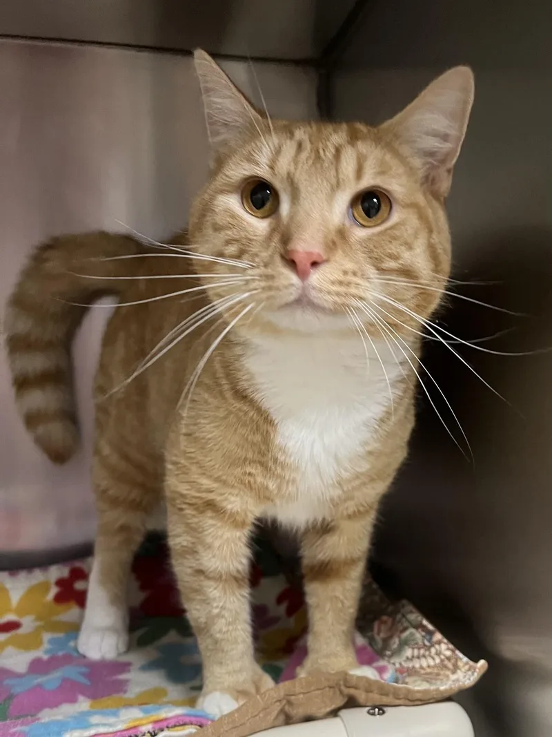 A young medium-sized male Tabby (Orange / Red) Domestic Short Hair cat named Lance for adoption in Johnston, RI