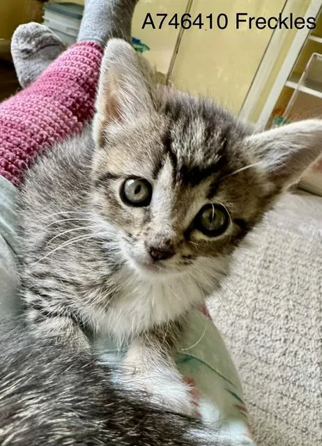 A baby medium-sized female Domestic Short Hair cat named Freckles for adoption in Kent, WA